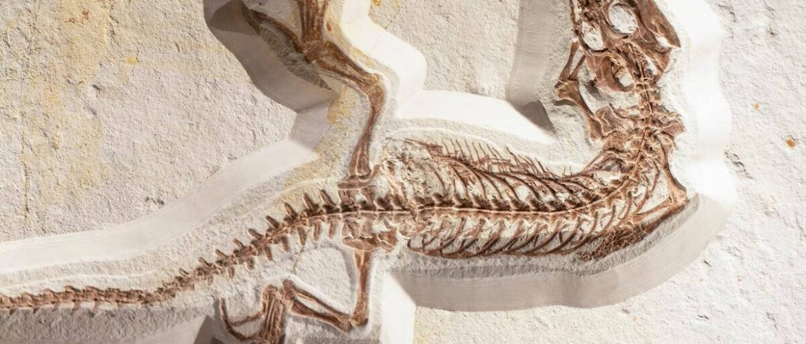 Entrada de blog Centro Inspira Dolor crónico: una perspectiva evolutiva